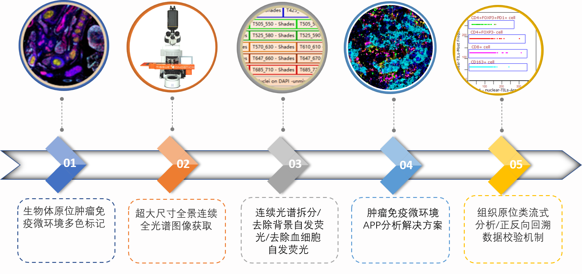 全新一代10+1腫瘤免疫微環(huán)境多色解決方案